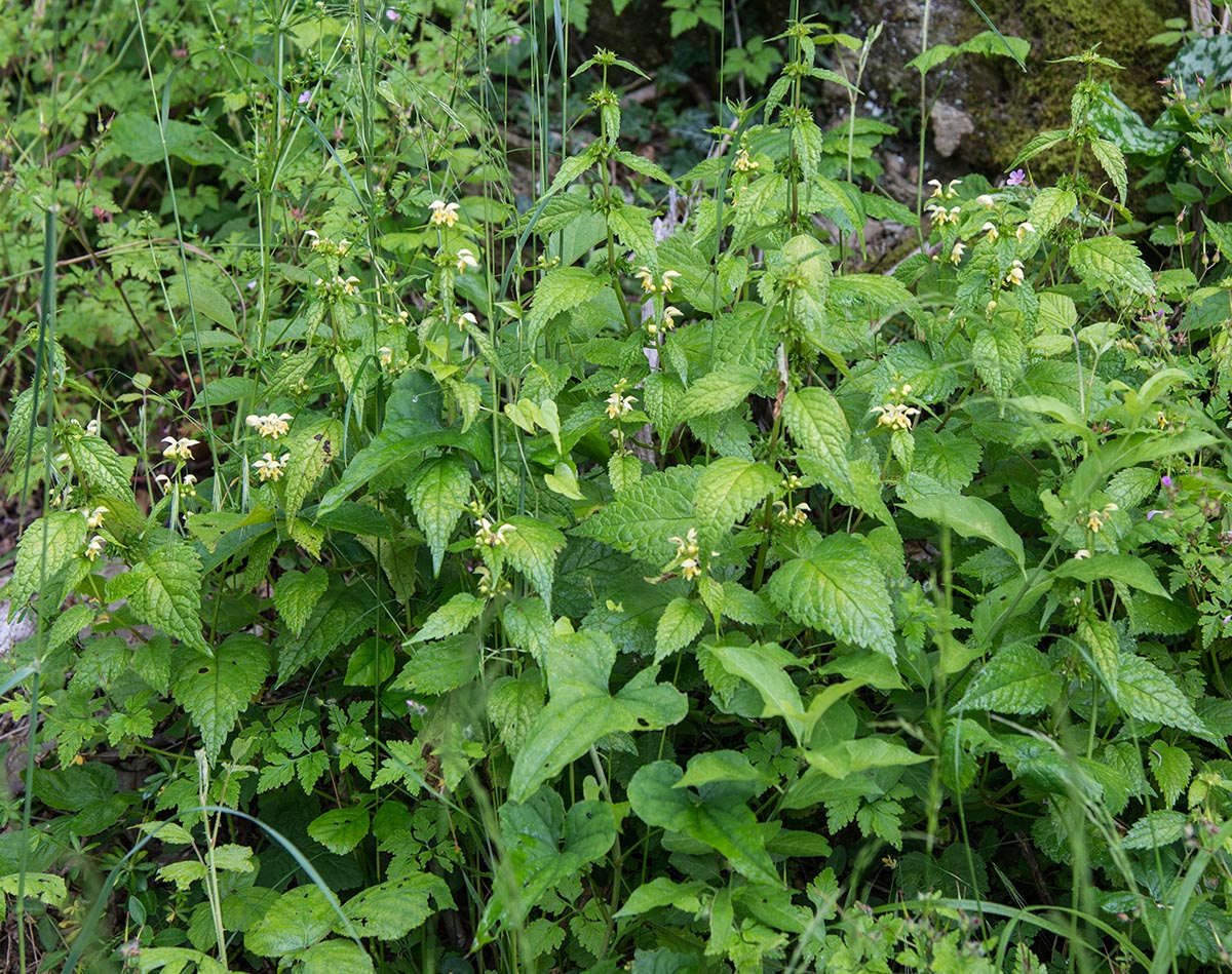 Lamiastrum flavidum